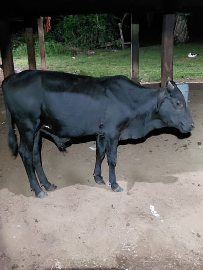 A black cow stands facing right in profile on light brown dirt ground, its left hind leg slightly lifted, beneath a dark wooden-posted structure in Blang Pohroh, Indonesia. The cow possesses small horns and appears lean. In the immediate background, four dark wooden support posts are visible. Beyond the structure, green grass and lush dark foliage are present. A white and dark-feathered duck or chicken is discernible on the grass to the far right. A light-colored cylindrical container is positioned behind the cow's head. The scene is dimly lit, suggesting low light conditions. The dirt ground in the foreground contains small scattered debris.