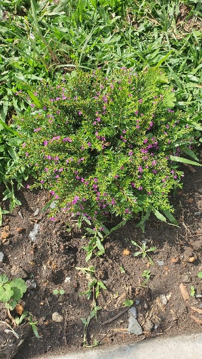 The image depicts a small, dense, flowering bush situated in a patch of soil adjacent to a grassy area within Kobura ward, Kenya. The central subject is a rounded evergreen bush, approximately 0.5 meters in diameter, characterized by numerous small, vibrant green leaves and abundant tiny purple-pink flowers evenly distributed across its foliage. The bush is planted in dark brown, disturbed soil, which contains sparse green weeds and small fragments of rock and organic debris. Surrounding the bush, particularly in the upper portion of the frame, is an expanse of unkempt green grass, featuring longer blades. A light grey concrete edge, possibly a curb or pathway, is visible along the bottom right perimeter of the frame. The scene is illuminated by direct sunlight, creating distinct shadows and highlighting the textures of the vegetation and soil. No individuals, animals, or explicit actions are present within the frame.