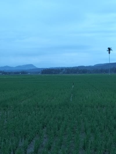 A tranquil landscape under a muted blue sky. A vast, verdant field dominates, possibly rice paddies, with neat rows of crops stretching into the distance. Low mountains form a hazy backdrop. A lone, tall palm tree stands on the right, its silhouette distinct against the sky. The scene evokes a sense of rural serenity and peaceful vastness.