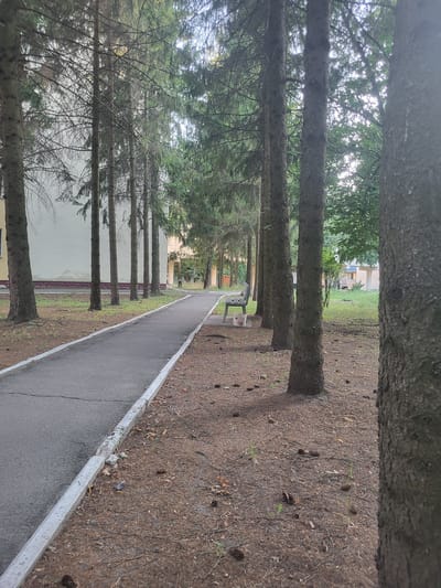 The image depicts an outdoor scene in Khotsky, Ukraine, characterized by a paved walkway flanked by a row of tall evergreen trees. The walkway runs from the foreground towards the background, curving slightly to the right. On the left side of the walkway, a light-colored building with a dark base is visible. On the right side of the walkway, the ground is covered with pine needles, scattered pine cones, and sparse vegetation. A metal park bench with a light-colored seat and dark legs is situated on the right side of the walkway, approximately midway down the visible path. Beyond the bench, a grassy area leads to other buildings in the distance, partially obscured by trees. The lighting suggests it is daytime, possibly late afternoon or early evening, with dappled sunlight filtering through the trees. The overall impression is a quiet, somewhat unkempt park or courtyard area.
