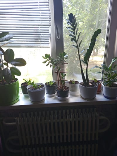 A collection of potted plants sits on a windowsill. From left to right, the plants include a large rubber plant in a green pot, a smaller plant with yellow flowers in a black pot, a plant in a white ribbed pot, a plant in a dark pot with a red support stake, a plant in a white pot, a tall plant with dark green leaves in a white ribbed pot, a small plant in a brown pot, and a leafy plant in a white pot. The windowsill is above a white radiator. Outside the window, trees are visible. The scene appears to be an indoor setting in the city of Pavlohrad, Ukraine, given the information provided.