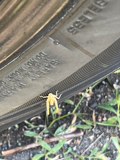 A light yellow grasshopper is perched on the textured surface of a black tire. The tire is angled diagonally across the frame, with its sidewall showing embossed text. The grasshopper, positioned on the outer edge of the tire, faces towards the right. Its body is slender, and its hind legs are prominently extended.

Behind the tire, the ground is visible, a mixture of dark soil and small stones, interspersed with green vegetation. The leaves and stems of the plants are delicate and appear to be growing in a natural outdoor setting. The lighting suggests it is daytime, with the sun casting subtle shadows.

The embossed text on the tire's sidewall is partially legible. The word "SAFETY" is clearly visible, followed by "SERIOUS INJURY" and "DO NOT MOUNT." The background is slightly blurred, drawing focus to the grasshopper and the tire. The scene is devoid of any human presence. The overall impression is a close-up observation of a small insect in its environment, highlighting the contrast between the man-made object and the natural elements. The specific location is Kawęczynek, Poland.