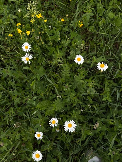 A top-down, eye-level view captures a patch of green vegetation, likely a meadow or roadside verge. Several white daisies with yellow centers are scattered throughout the scene, some in full bloom, others partially obscured by the foliage. Small yellow wildflowers are also present in the upper portion of the image. The ground is covered in a dense layer of grass, clover, and other leafy green plants. The lighting suggests an overcast day or late afternoon. The image does not contain any people, discernible urban elements, or specific geographic markers to indicate a location within Dsegh, Armenia.