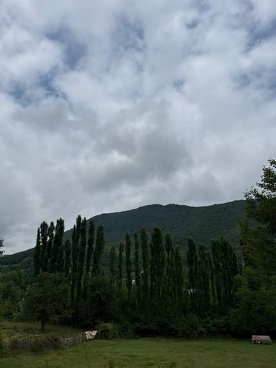 The image depicts a cloudy day in a rural setting, likely in or near the city of Shaki, Azerbaijan. A dense, dark green forest covers a rolling hillside that dominates the background. In the foreground, a line of tall, slender trees stands prominently, resembling Lombardy poplars. Below the trees, a grassy field stretches out, with a rustic wooden fence. A light-colored tarp is draped over a section of the fence. To the far right of the frame, a small, primitive structure with a thatched roof is visible in the field. The overall atmosphere is serene and natural, with no people or animals present. The cloudy sky suggests overcast or approaching rain conditions.