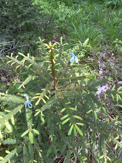 The image shows a small evergreen tree, possibly a spruce or fir, growing in a natural setting. The tree is adorned with three ribbons: one pink and two blue. The ground around the tree is covered with leaf litter, grass, and other small plants. The location is the city of Mettlach, Germany, as it is tagged in the image. No people are visible in the image.