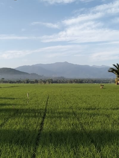 This image depicts a wide, verdant agricultural field in Blangtambue, Indonesia, under a partly cloudy sky. The field, likely a rice paddy, is covered with uniform, bright green plant growth. A prominent, dark linear shadow extends vertically from the lower center towards the midground. A slender, light-colored stake is visible in the lower-left portion of the field. In the mid-right, a small, elevated, open-sided structure, possibly a shelter or watchtower, constructed from natural materials, stands within the field. A dense line of trees forms a dark green border between the field and a series of hazy, blue-gray mountain ranges in the distant background. A portion of a dark green palm tree is visible on the far right edge of the frame. The sky is light blue with scattered white, wispy clouds. No individuals are present in the scene.