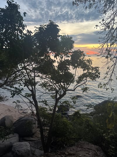 The image depicts a sunset scene over the ocean in Koh Tao, Thailand, observed from a slightly elevated coastal vantage point. The upper half of the frame features a sky with scattered stratocumulus clouds, transitioning from a light blue-grey overhead to prominent bands of orange, yellow, and red at the horizon. Below this, the calm sea reflects the sky's warm hues, displaying a broad, golden-orange swath near the horizon. Multiple small, dark-hulled vessels, consistent with longtail boats, are silhouetted against the bright water, distributed across the mid-ground.
The immediate foreground is characterized by dense tropical vegetation, primarily the dark silhouettes of trees with discernible foliage and branches that partially frame the seascape. To the left, a narrow sandy beach strip is visible at the water's edge, bordered by large, rounded grey boulders. Similar rocks are present both on the beach and partially submerged in the shallow water. Further dense green undergrowth and additional rocks occupy the lower right portion of the frame. No human figures or direct human activities are explicitly depicted.