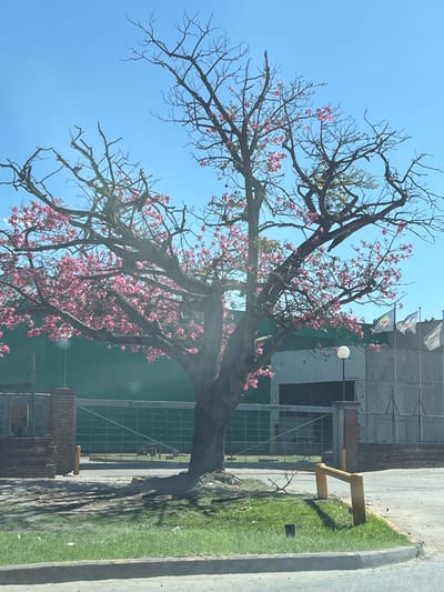The scene depicts an industrial property entrance under a clear blue sky in the Partido de Quilmes, Argentina. A large, mature deciduous tree, exhibiting a thick trunk and widespread branches, is centrally positioned, bearing numerous clusters of vibrant pink flowers and some green foliage. Exposed roots are visible at its base in the dry ground, adjacent to a strip of green grass and a grey concrete curb. A yellow L-shaped metal barrier is present on the dark paved surface to the immediate right of the tree.
Behind the tree, a green metal fence or gate with the inscription "Papel Pampa" is visible, spanning between two brick pillars that form an entranceway. Beyond this gate, a large industrial building complex is discernible, featuring a prominent dark greenish-grey facade and a lighter grey section with vertical elements on the right. A white spherical street light on a dark pole stands to the right of the entrance. In the far right background, three flagpoles display two visible flags, one featuring light blue and white stripes. No individuals or vehicles are present in the observable area.