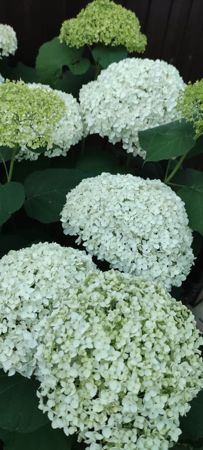 In the foreground, a dense cluster of white hydrangea flowers fills the frame. The blossoms are tightly packed, forming voluminous, spherical heads. The petals are delicate and appear to be in full bloom. Behind these, to the left, are more clusters of hydrangeas, some appearing lighter green, suggesting they are either younger blooms or a different variety. Dark green leaves are interspersed throughout the image, providing a deep contrast to the bright white of the flowers. In the background, a dark, out-of-focus area suggests a fence or wall, possibly made of wood, with vertical planks visible. The overall impression is of a lush, blooming garden. The image does not provide any specific visual cues to determine its location within the city of Supsekh, Russia.