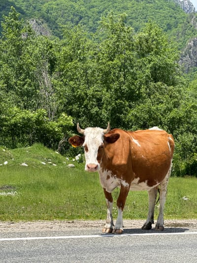 A brown and white cow stands on the shoulder of a paved road in a rural area. The cow is facing the camera with its head slightly turned to the left. Its coat is predominantly brown with white patches on its face, legs, and back. The cow has small horns and a yellow tag in its left ear. The background consists of a lush green grassy field, dense trees, and a rocky mountainside. The road has a white line marking its edge. The sky is overcast. The location is Novo-Teberdinskoye Rural Settlement, Karachay-Cherkessia, Russia.