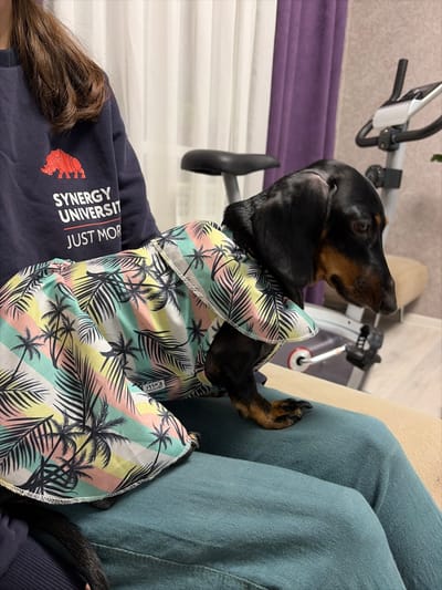 This indoor image, likely taken in a home in Stary Chultem, Russia, features a black and tan dachshund dog and a partially visible person. The dog is wearing a vibrant tropical-print shirt with palm trees and horizontal stripes in pastel pink, yellow, and light blue. It rests on or next to the person, looking intently upwards and to the right with an attentive expression. One of the dog's back paws is visible resting against a blue-green cushion or armrest.
The person, whose long brown hair and left arm are visible, is wearing a dark blue t-shirt. Printed on the t-shirt are the words "SYNERGY UNIVERSITY" next to a stylized red emblem. Below this, the text "JUST MOR..." is partially visible. In the background, an exercise bike can be seen, suggesting the setting is a personal living space. The ambient lighting indicates it is daytime. The dog appears calm and curious.