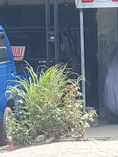 A medium shot captures a blue vehicle parked next to a patch of overgrown grass and foliage in Parit Baru, Indonesia. The vehicle, partially visible on the left, has a tire in the foreground. Behind the foliage, a dark-colored truck or trailer is seen, with some text that appears to read "NIAL" on its side. To the right of the truck, a light-colored vertical pole stands, and further to the right, a draped, light purple object is visible. The ground is a mix of dirt and gravel.