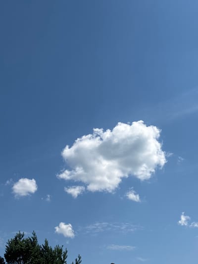 An outdoor, medium shot captures a bright, clear blue sky with scattered white cumulus clouds. The lower portion of the image features the dark green foliage of evergreen trees. The setting appears to be a natural environment, possibly a park or a residential area, given the presence of trees. The lighting suggests a daytime scene. The image does not contain any people or specific urban landmarks that would indicate the city of Кордово, Russia.