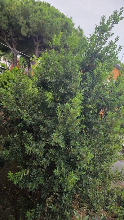 The image captures a dense, leafy bush with dark green foliage. The bush is positioned outdoors, with hints of a brick wall and an orange-colored building visible in the background, suggesting an urban or suburban setting. To the left of the bush, a large coniferous tree with needle-like leaves is visible, its trunk gnarled and weathered. The sky above is overcast, indicating a cloudy day, possibly in the morning or late afternoon. There are no people or animals in the frame, and the scene is still and natural. The overall impression is one of lush vegetation against a backdrop of human structures.