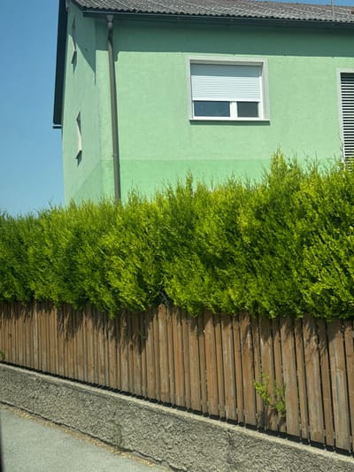 The image shows the exterior of a light green building with a dark grey roof, situated in Wolfsthal, Austria. A tall, dense hedge of bright green foliage runs along the front of the property, obscuring the lower portion of the building. Behind the hedge, a weathered wooden fence is visible, constructed from vertical planks. To the left of the building, a clear blue sky is present. A window on the building has white blinds drawn over it. A section of a grey concrete retaining wall and an asphalt road are visible in the foreground. The scene appears to be a quiet residential area.