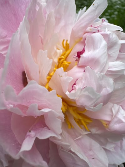 This is a close-up, high-angle, medium shot of a pink peony flower. The flower fills the entire frame, with its soft, layered petals in shades of pale pink and white. The center of the flower features bright yellow stamens. Some of the petals have delicate pink or magenta edges. The background is a dark, out-of-focus green, likely foliage. There are small water droplets visible on some of the petals, suggesting recent watering or dew. The lighting is soft and diffused, highlighting the delicate texture of the petals. There is no visible text, people, or discernible activity other than the natural state of the flower. The image appears to be taken outdoors in natural light.
