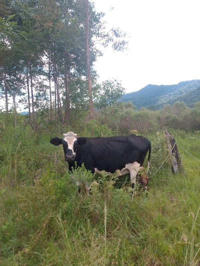 A black and white cow stands in a grassy field with trees in the background. A mountain range is visible in the distance. The scene is in a rural area, possibly near Villarrica, Paraguay. The cow appears to be grazing or resting. A rudimentary fence post is to the right of the cow. Tall grass and various weeds are present in the foreground.
