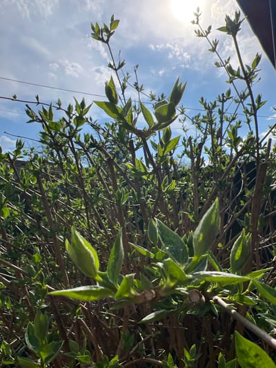 The image shows a close-up view of a hedge with new green leaves emerging on brown branches against a blue sky with clouds. The sun is visible in the upper left corner, creating a bright glare. The location is likely in a garden or residential area, possibly in the vicinity of Ильинская Поляна Снт, Russia, given the presence of a hedge. There are no people visible in the image. The focus is on the botanical details of the hedge and the sky.