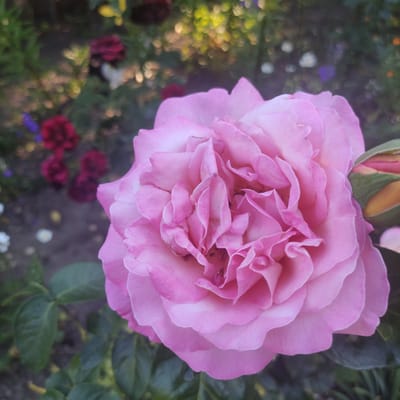 This is a close-up, top-down photograph of a blooming pink rose, positioned slightly off-center to the right. The rose is full and multilayered, with delicate, ruffled petals in varying shades of pink, transitioning from a deeper hue at the center to a lighter, almost white shade at the outer edges. A partially opened rosebud, with green sepals and pink inner petals, peeks out from behind the upper left side of the main bloom.

The background is a soft-focus garden scene. To the left, out-of-focus bokeh lights in yellow and white suggest sunlight filtering through foliage. Other blurry flowers in dark red, purple, and white are scattered throughout the background, along with hints of green leaves and darker foliage. The overall impression of the background is one of a vibrant, perhaps overgrown, garden.

The lighting appears natural, possibly indicating daylight, with the sun creating highlights on the rose petals and the bokeh effects in the background. The mood is serene and natural, highlighting the beauty of the rose and its garden setting. There is no visible text in the image. The location context of Kobeliaky, Ukraine, suggests a domestic or public garden setting. The image captures a moment of natural beauty in a garden.