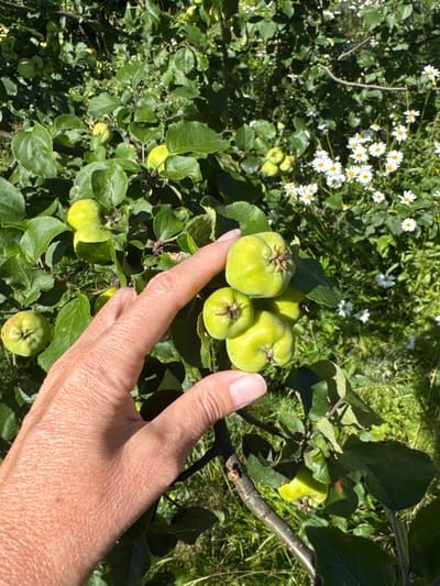 An extreme close-up shot captures a person's hand, with visible wrinkles and skin texture, reaching towards a cluster of small, green apples growing on a tree branch. The apples are round and appear unripe, with some showing small brown spots. The background is a blur of green foliage, with small white daisies and other vegetation visible in soft focus. The scene is set outdoors under bright sunlight, casting shadows and creating a dappled effect on the leaves and ground. The overall impression is one of a natural, possibly rural or garden setting, given the presence of the apple tree and wildflowers, suggesting a location in the city of St. Ozerki, Russia.