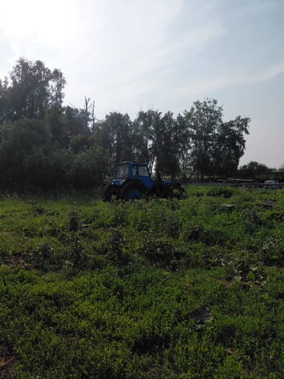 A blue tractor with a loader attachment is parked in a field of tall green grass and vegetation, surrounded by trees in the background under a bright, overcast sky. The tractor is partially obscured by the dense foliage. In the distance, there are wooden fences and what appear to be agricultural structures. The scene suggests a rural or agricultural setting, possibly on the outskirts of Novoselovo, Russia.