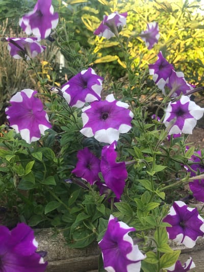 A close-up, eye-level shot captures a cluster of vibrant purple and white petunias in bloom, with a backdrop of lush green foliage and the soft glow of sunlight. The flowers, characterized by their trumpet-like shape and distinct white starburst patterns, are arranged throughout the frame, with some in sharp focus and others slightly blurred, creating a sense of depth. The plants are growing in what appears to be a garden or planter box, with the edge of a wooden structure visible at the bottom of the frame. The environment suggests an outdoor setting, likely in a residential or public garden, bathed in natural light that highlights the rich colors of the flowers and the texture of the leaves. The scene evokes a sense of natural beauty and tranquility, typical of a peaceful outdoor environment. The location provided, Митяевское сельское поселение, Ukraine, suggests a rural or semi-rural setting within that region.
