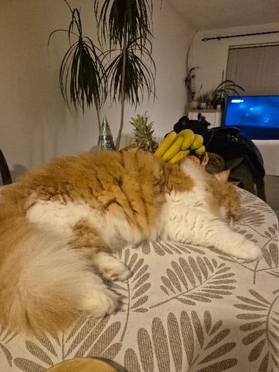 This image captures an indoor domestic setting within the Cherwell District, United Kingdom. The primary subject is a long-haired, bi-color cat, predominantly orange-ginger with significant white fur on its underside and tail, observed lying prone and resting on a table. The table is covered with a light-toned tablecloth featuring a repeating pattern of dark grey, stylized leaf motifs. The cat's head is positioned away from the camera, facing towards a woven basket containing several yellow bananas and at least one other red fruit. Adjacent to the fruit basket, a whole pineapple is visible. Further to the left on the table, a metallic, conical decorative object stands upright. In the background, two tall, large-leafed potted plants are positioned against a plain white wall. To the right, a television screen displays a blue background with lighter, abstract shapes. Below the television, a surface holds multiple smaller potted plants and other objects. A window, partially visible at the top right, features a dark, ornate curtain rod. The scene is illuminated by artificial light, suggesting an indoor evening or night setting. No people are present.