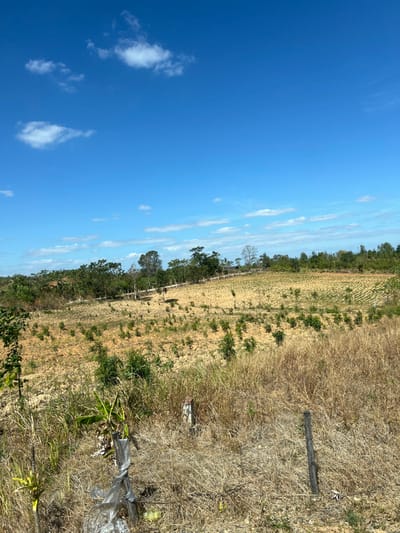 A sunny day over a dry field. Clear blue sky with scattered clouds. Fields transition from cultivated to dry, overgrown areas. Vegetation ranges from green trees to dry grasses and shrubs. A few wooden posts and plastic wrapped plants are visible, indicating some agricultural activity or recent planting.