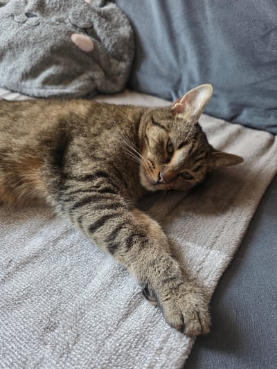 A tabby cat lies on a grey towel on a couch. The cat is in the foreground, with its head resting on the towel. The cat's fur is brown and black striped, and its eyes are green. In the background, there is a grey pillow with a cartoon cat face printed on it. The scene appears to be indoors, in a residential setting. There is no indication of the specific location within Brzeg, Poland.