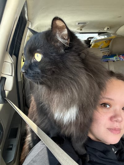 In the passenger seat of a car, a fluffy black cat with striking yellow eyes is perched in front of its owner. The cat gazes intently out the side window, its whiskers fanned out against the car's interior. The owner, a woman with brown eyes and light freckles, is partially visible in the foreground, looking towards the camera. A beige seatbelt crosses diagonally across the frame, securing the cat. The background reveals the car's ceiling, air vents, and luggage stacked in the back, suggesting a journey. The scene takes place inside a vehicle, likely during daylight hours, with the car parked or moving within the city of Pereslavl-Zalessky, Russia.