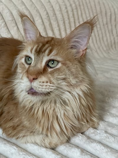 This is a close-up, top-down shot of a young, fluffy ginger Maine Coon cat lying on a cream-colored, textured blanket. The cat is positioned in the center of the frame, with its head tilted slightly to the left. Its large, expressive green eyes are wide open and looking directly at the camera. The cat has prominent ear tufts and long, white whiskers that fan out from its muzzle. Its fur is a warm ginger color with subtle tabby markings, particularly on its face. The cat's mouth is slightly open, revealing a glimpse of its tongue, which has a purplish hue, suggesting a relaxed or playful mood. The background is entirely composed of the soft, rippled texture of the blanket, which appears to be made of a plush material. The lighting is soft and diffused, indicating an indoor setting, possibly during the day. There is no visible text in the image. The scene evokes a sense of warmth, comfort, and cuteness, focusing entirely on the endearing features of the cat.