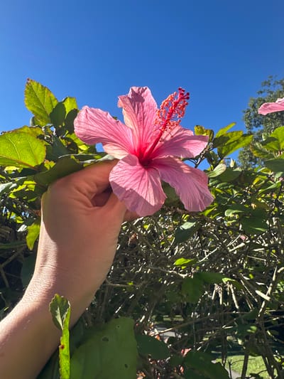 A person's hand, with visible veins and slight redness on the skin, is holding a large, vibrant pink hibiscus flower against a clear blue sky. The flower has five delicate petals and a prominent red stamen extending from its center. The hibiscus is part of a bush with lush green leaves and some branches visible. The background includes more of the green foliage of the bush and the bright blue sky, suggesting an outdoor setting on a sunny day. The image appears to have been taken in Bellingen, Australia, known for its tropical flora.