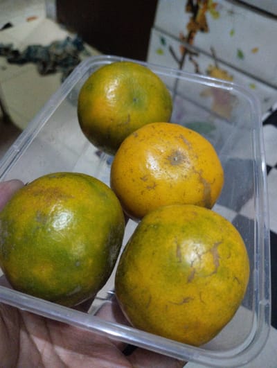 The media file shows four oranges in a clear plastic container. The oranges vary in color, with some being mostly green and others being a bright yellow-orange. They appear to be fresh and are arranged in a way that suggests they have been recently placed in the container. The container itself is simple and functional, with a transparent lid.
The background is slightly out of focus, but it appears to be an indoor setting. There are hints of other objects and surfaces, but they are not clear enough to identify specifically. The lighting suggests it could be daytime, but the overall atmosphere is somewhat dim.
There are no people explicitly visible in the frame, but the presence of a hand holding the container implies a person is present. The oranges themselves are the primary subjects, and their arrangement in the container is the main activity depicted. The focus is on the fruit, highlighting its texture and color.
The image is taken from a close-up perspective, allowing the viewer to see the details of the oranges' skins, including any imperfections or natural variations. The overall impression is one of simple domesticity, perhaps related to food preparation or storage. There is no visible text in the media file.