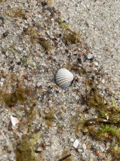 This is a close-up, eye-level shot of wet sand with various small stones, shell fragments, and a small, white, ribbed seashell as the central subject. Some pieces of dark green and brown seaweed are scattered across the sand. The sand appears wet and glistening, reflecting light from above. The light suggests it's daytime, and the wetness of the sand and seaweed indicates a recent tide or damp conditions, possibly near a body of water like a beach or shoreline in Baltiysk, Russia. The image is focused on the texture and details of the sand and its small components, evoking a sense of natural detail and a beach environment. There is no visible text in the image.