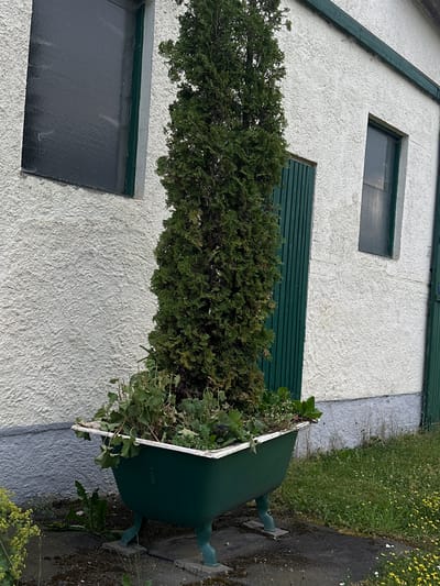 The image captures an exterior view of a building in Rudelzhausen, Germany. The building features a white, textured facade with green trim around windows and doors. To the left, a window with textured glass is visible. In the center, a tall, conical evergreen tree is planted in a repurposed green bathtub, which is elevated on four decorative legs. The bathtub also contains various smaller green plants. A green, slatted door is situated to the right of the bathtub planter, and further to the right, another window is present. The ground in front of the building is paved with dark material and interspersed with patches of grass and small yellow flowers. The overall scene suggests a residential or utilitarian building with an unusual, repurposed garden feature.