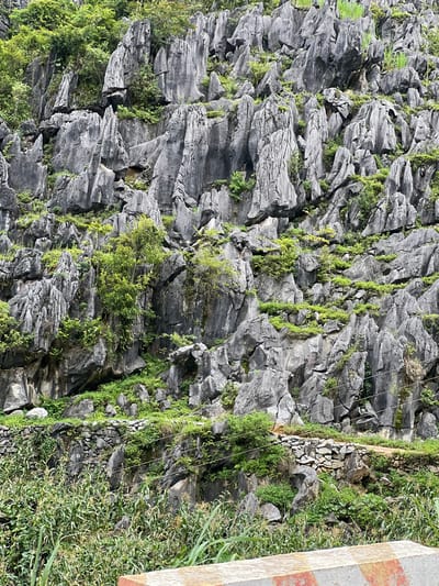 The image depicts a steep, gray, jagged karst mountain face covered in lush green vegetation. The rocks are weathered and eroded, with numerous sharp pinnacles and crevices. Small trees, bushes, and grasses sprout from the rocks, creating a stark contrast between the gray stone and the vibrant greenery. In the lower part of the image, a stone wall, possibly a retaining wall, is visible, with more vegetation growing around and over it. A narrow dirt path winds along the base of the mountain, bordered by the stone wall and more foliage. In the foreground, a dense growth of tall green plants, possibly corn stalks, dominates the lower portion of the frame, partially obscuring the mountain and the path. The sky is not visible, suggesting a dense, possibly overcast day. The scene is a natural landscape, likely in the karst region of Dong Van Commune, Vietnam, characterized by its dramatic limestone formations and abundant plant life. There are no people or animals visible in the image. The overall impression is one of a rugged, verdant, and somewhat wild natural environment.