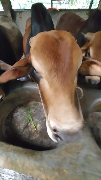 The image shows a brown cow in a concrete enclosure with a rope tied around its head. The cow is standing with its head and neck bent down, drinking water from a large, round, concrete trough. Its ears are visible and there are small strands of green grass in the trough. The cow is in the foreground, partially obscured by the rim of the trough. The background shows a portion of two other cows, both with brown and black coats, and a blurred out concrete wall. The location is Savar, Bangladesh, a district in the Dhaka Division. The specific location within Savar is a farm or a field. The image depicts a common scene on farms in Bangladesh.