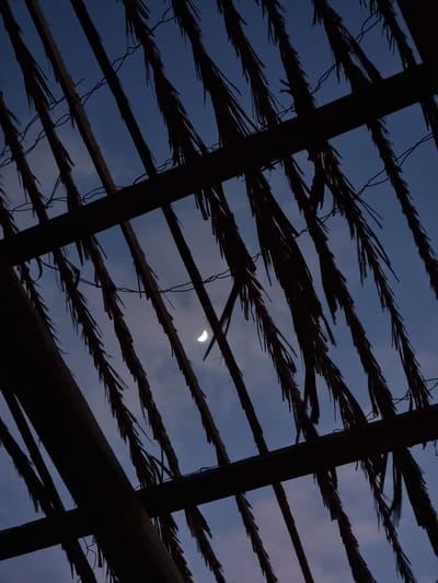 The image depicts a silhouette of a thatched roof against a twilight sky. A crescent moon is visible in the sky, slightly to the left of the center. The roof is made of dark, thin, parallel palm fronds that are arranged diagonally from top left to bottom right. Horizontal beams are visible within the thatched structure. The sky is a deep blue with subtle hints of purple and pink, suggesting the transition from day to night. The scene is captured from a low angle, looking upwards towards the sky through the roof. The image is a close-up shot of the roof's texture and the sky beyond. The location in Palmachim, Israel, implies a coastal or rural setting where such thatched structures might be found. There are no people or animals visible in the image. The overall mood is serene and natural.