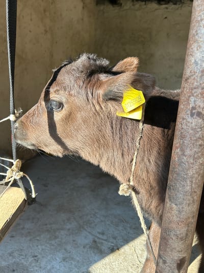 The image depicts a brown calf, identified by a yellow ear tag marked "01255829," standing in what appears to be a pen with metal railing. The calf is loosely tethered with a rope. The setting includes sunlight casting shadows on a concrete floor. While the city of Манкент, Kazakhstan is provided, the image lacks sufficient detail to confirm its location there.