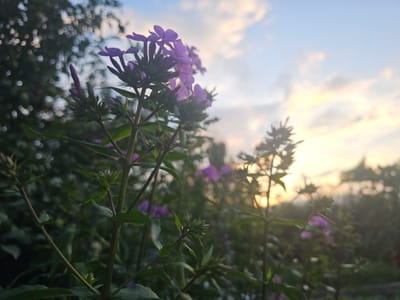 The image depicts a close-up view of purple phlox flowers in bloom against a soft, hazy sunset sky. The foreground is dominated by the detailed structure of the flower stalks and their green leaves, some of which are in sharp focus while others are blurred. Several buds are visible, suggesting the flowers are still developing. In the background, out-of-focus foliage and hints of more distant purple flowers create a sense of depth. The sky is a gradient of pale blue with streaks of warm orange and yellow clouds, illuminated by the setting sun which is partially obscured by the foliage. The overall impression is one of a serene, natural scene, likely captured in a garden or park setting. Based on the provided location, this scene is situated in the city of Kamen-na-Obi, Russia. There are no people or animals visible in the image.