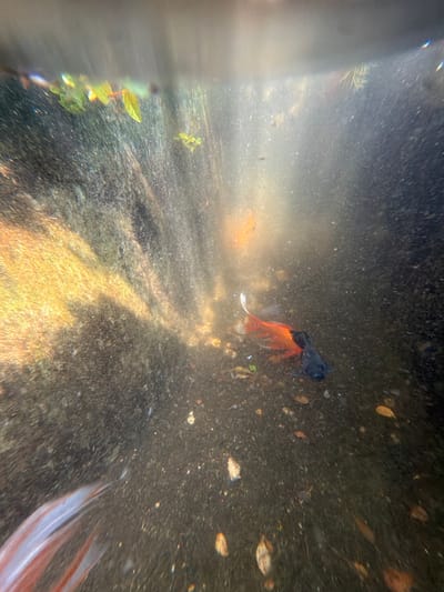 The image depicts a murky underwater scene in what appears to be a freshwater aquarium or pond. The substrate is dark and littered with debris, suggesting a lack of maintenance. Light penetrates the water, creating beams and glare that obscure details. Several fish are visible, including one with orange and black coloration and another smaller, orange-colored fish. Plant life is present, with green foliage visible in the upper right corner. The overall environment appears stagnant and unclean. There is no indication that the photograph was taken in Thủy Xuân Ward, Vietnam.