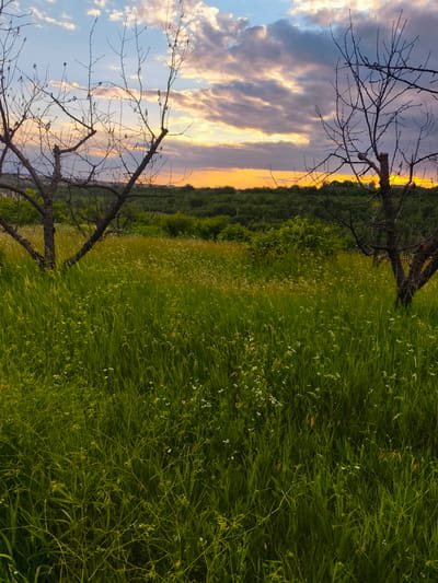 The image depicts a rural landscape at sunset in Codru, Moldova. Two bare, leafless trees frame the foreground, their dark branches stark against a vibrant sky. The ground is covered in tall, lush green grass, dotted with small white wildflowers. Beyond the grassy field, a dense line of green trees stretches across the horizon. The sky is a dramatic canvas of blues, grays, and oranges, with clouds illuminated by the setting sun. There are no people or animals visible in the scene. The overall impression is one of natural beauty and tranquility.