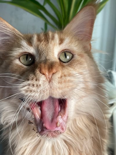 This is a close-up, eye-level, indoor photograph of an orange and white Maine Coon cat mid-yawn. The cat's mouth is wide open, revealing its pink tongue and teeth. Its eyes are partially closed and have a green hue. The cat's fur is long and fluffy. Behind the cat, the background is blurred and out of focus, with hints of green foliage and a light blue-grey wall. The image does not contain any information that can be used to determine its location in the city of Rozsoshentsi, Ukraine, nor any details about people, actions, or interactions.