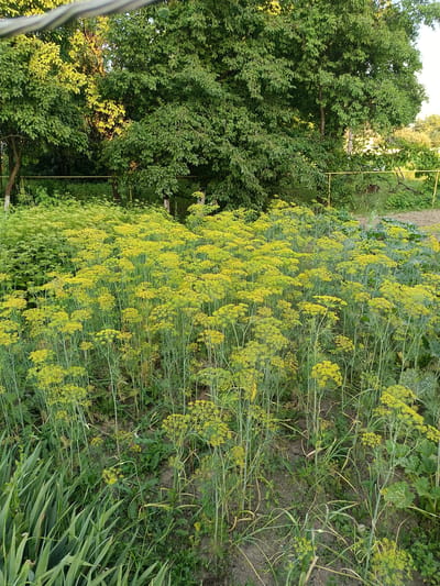 The image depicts a garden scene in Novoselytsia, Ukraine. The foreground is dominated by a dense patch of tall, flowering dill plants with yellow umbel-shaped flower heads. The dill stalks are green and slender, and the overall impression is one of abundance. To the left of the dill, there are several long, green, blade-like leaves, possibly from an iris or similar plant. The middle ground shows more of the dill plants and some other low-lying green foliage. In the background, large deciduous trees with lush green leaves create a dense canopy, with sunlight filtering through in places. A yellow metal pole or fence is visible between the trees and the garden. The ground is dark soil, with patches of exposed earth and some scattered green weeds. The overall lighting suggests it is either early morning or late afternoon. No people are visible in the image.