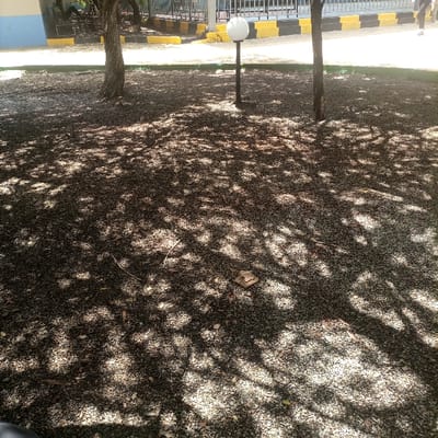 An outdoor scene, described as being in Thika Township ward, Kenya, is illuminated by direct sunlight, casting dappled shadows from unseen foliage across a dark, granular ground surface composed of gravel and earth. Two tree trunks are present, one on the left and one on the right. A black lamp post with a spherical white fixture is positioned in the mid-ground, slightly right of center. The background features a light blue wall section on the far left, an extended grey metal fence, and a yellow and black striped concrete curb that lines a paved surface. The lower legs and feet of an individual wearing light-colored footwear are partially visible in the upper right, walking away from the viewer on the paved surface. Scattered debris, including small twigs and a notable light-brown, flat object, is visible on the ground in the foreground.
