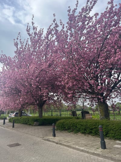 The image shows a row of flowering cherry trees along a sidewalk in Maastricht, Netherlands. The trees have dense pink blossoms and line a street with grey brick paving. A green hedge separates the sidewalk from a grassy area beyond. Black and grey bollards are spaced along the sidewalk edge. A few cars are parked further down the street. The sky is overcast with grey clouds. No people are visible.