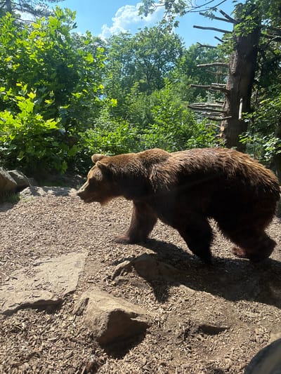A large brown bear walks across a path covered in wood chips. The bear is facing left and is mid-stride. Behind the bear, there is dense green foliage and a tree with several cut branches. The ground is a mix of wood chips and large rocks. The sky above is blue with some white clouds. This scene appears to be in an outdoor enclosure, possibly at a zoo.
