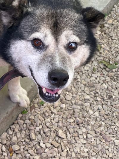 The media file shows a close-up, overhead view of a dog's face. The dog appears to be a Husky or a similar breed, with distinctive black and gray fur patterns on its head and face. One of its eyes is a deep brown, while the other shows heterochromia with a lighter brown iris that has a blueish tint. The dog is panting, with its mouth open and tongue visible, revealing its teeth. It has a black nose and prominent white whiskers.
The background consists of small, light-colored gravel, suggesting an outdoor setting. A gray concrete edge is visible along the bottom of the frame, and a hint of a dark-colored collar or leash can be seen around the dog's neck. The lighting suggests it is daytime, likely outdoors. The dog's expression, with its open mouth and upward gaze, could indicate excitement, happiness, or anticipation. There is no visible text in the image. The location context provided is Добровское сельское поселение, Ukraine.
