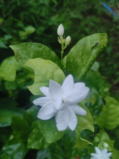 A close-up, eye-level shot captures a blooming white jasmine flower with water droplets on its petals and leaves. The flower is in focus, set against a blurred background of green foliage. Two unopened jasmine buds are visible above and slightly to the left of the main bloom. The leaves are a vibrant green and appear wet, suggesting recent rainfall. The scene is set in Ban Nong Phak Hueat, Thailand.