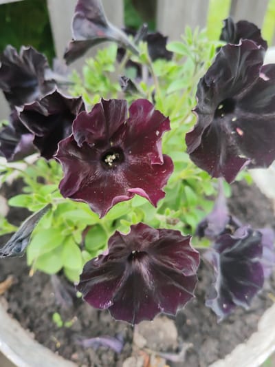 The image displays a close-up view of several dark-colored petunia flowers, possibly a deep burgundy or black variety, blooming in a pot. The flowers have ruffled petals and prominent stamens in the center. The background consists of blurred green foliage and soil. The setting appears to be outdoors, possibly a garden or balcony, given the presence of a plant pot and the natural lighting. The lighting suggests it could be daytime, with no clear indication of time or weather conditions. There is no visible text in the image. The focus is entirely on the detailed texture and deep hues of the petunia blossoms.